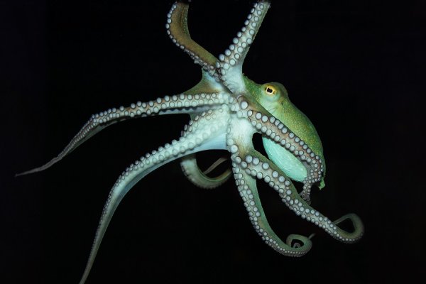 Tor kraken маркет